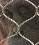 Gua Nim Washoe - Die Meinung der Affen hören und aufnehmen