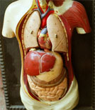 Die Heilungschancen bei Krebs erhöht sich bei einer Früherkennung