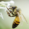 Der Schutz von Wildbienen