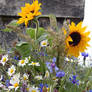 Österreich will die Bodenversieglungen wieder rückgängig machen