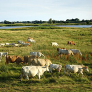 Niederlande will sein Viehhaltung reduzieren 