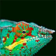 Ein solch buntes Chamäleon passt höchstens zum Namen der Band mit dem düsteren Sound