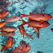 Der Aufwand zur Fischfutterproduktion ist höher als der Fischzuchtertrag in Aquakulturen