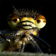 Benis Papa ist eine Fliege