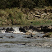 Gnus überqueren den Fluss Mara - eine gefährdete Touristenattraktion