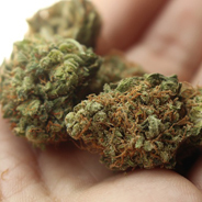 Drei Jungunternehmer haben die Lizenz in Deutschland medizinisches Cannabis zu produzieren.