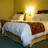 Bettwanzen und andere Schädlinge im Haushalt