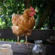 Egakarina ist ein neugieriges Huhn, das erkunden will, was jenseits des abgezäunten Gartens auf sie wartet
