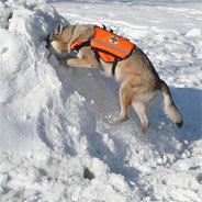 Ein Hund scheut nicht, den Kopf in den Schnee zu stecken, wenn er erst einmal als Retter ausgebildet wurde
