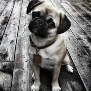 Loretta wünscht sich zu ihrem zehnten Geburtstag einen Mops 