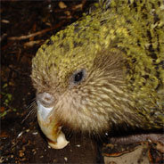 Der Kakapo gehört zu der Familie der Papageien, ist aber ganz anders