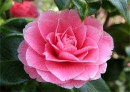 Der junge Armand Duval verliebt sich in die Kurtisane Marguerite Gautier und schenkt ihr Kameliensträuße