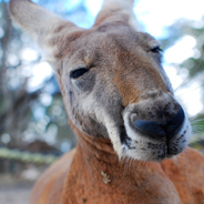 Nicht nur Kängurus sind in Australien zu Hause