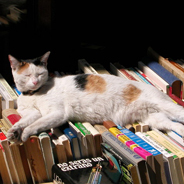 Eva Demski liest Geschichten über Katzen
