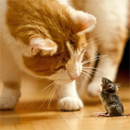 Fiffy lässt sich auf ein gefährliches Katze-Maus-Spiel ein