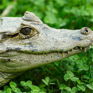 Für die Hilfe vom kleinen Vogel soll das Krokodile Ben eine Gegenleistung erbringen