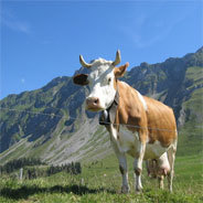 Das Leben auf der Alm wird hier eingefangen.