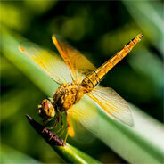 "Die Libelle" ist nach dem gleichnamigen Gedicht von Heinrich Heine benannt