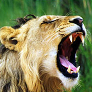 Ohne Gewalt und nur kraft seiner Stimme gelingt es dem Wärterkind, einen ausgerissenen Löwen zu bändigen