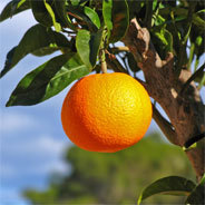 Die Orangenbauern in Kalabrien können der billigen Konkurrenz aus dem Ausland nicht mehr standhalten