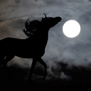 Das Pferd steht für die Kraft und Schönheit der Natur