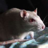 Auge in Auge mit einer biestig blinzelnden Ratte findet sich der Protagonist des Hörspiels