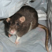 Was viele nicht wissen: Ratten sind sehr intelligente Tiere!