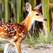 Bambi ist ein junges Reh, das früh die Realität der Natur kennen lernen muss