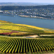 Die neuen Innovationen der Weinbauer zur Krisenbewältigung