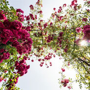 Schneeweißchen und Rosenrot sind nach den zwei wunderschöne Rosenbäumen im Garten ihrer Mutter benannt