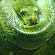 Ein Schlangenbiss führt dazu, dass Fabers Tochter und Geliebte eine Böschung hinabstürzt und an den Folgen ihrer Kopfverletzungen schließlich stirbt