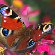 Dolf jagt und sammelt Schmetterlinge in seiner Freizeit - bei ihrer Präparation kann er Fingerspitzengefühl beweisen