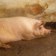 Dieses Schwein fristet noch sein Leben in einem herkömmlichen Stall