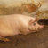 Innovative Schweinemast – Tierfreundlich und rentabel  