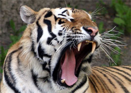 Ein verletzter Soldat wird von einer Tigerin und ihrem Jungen aufgepeppelt