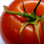 Die kleine Fine knickt aus Versehen eine Tomatenpflanze um - und die Ereignisse nehmen ihren Lauf