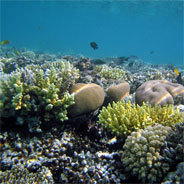 Der Korallenhändler Piczenik sehnt sich nach dem Meer