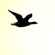 Nils Holgersson fliegt mit den Gänsen davon