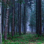 Die deutsche Identifikation mit dem Wald