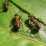 Das System der Ameisen ist genau durchgeplant.