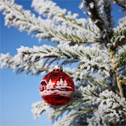 Aus rund 1700 Rotfichten wird in Dortmund jedes Jahr der "größte Weihnachtsbaum" errichtet