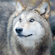 Weißauge ist ein Hund, aber so groß, grau und struppig wie ein Wolf